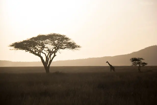 Aventuras en África — El Eterno Café