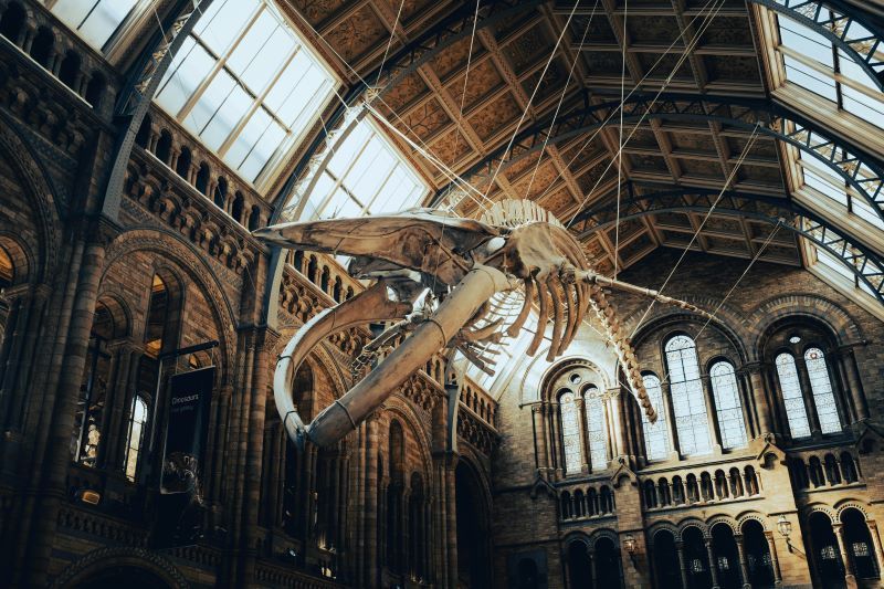 Museo Británico Londres gratuito