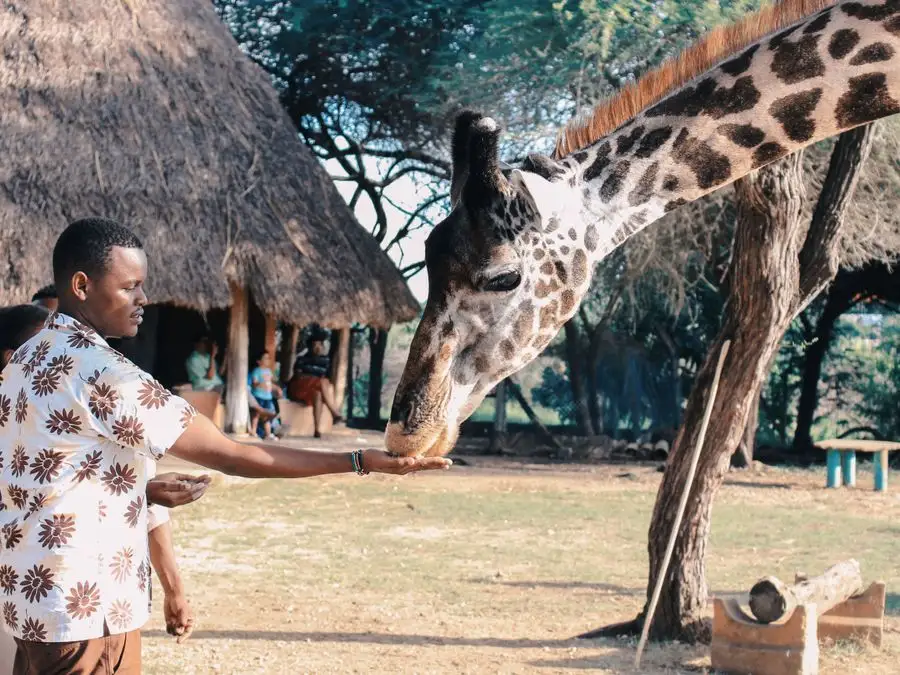 Giraffe Centre Nairobi: dar de comer a jirafas de Rothschild en la capital de Kenia
