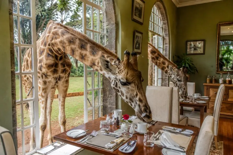 El hohtel Giraffe Manor de Karen es el hotel mas fotografiado de toda Kenia