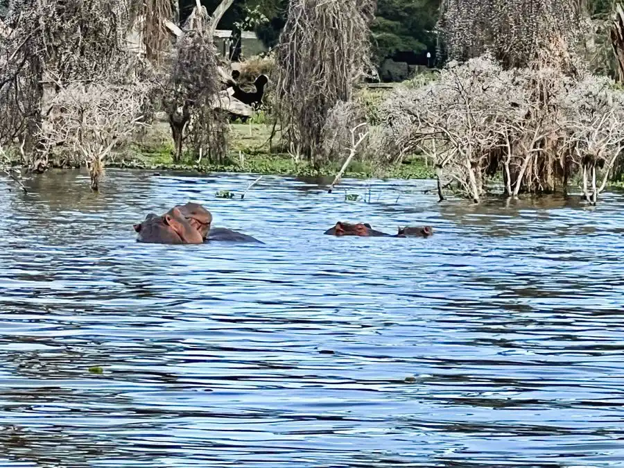 Lago Naivasha Kenia: safari en barca con hipopótamos en el Gran Valle del Rift