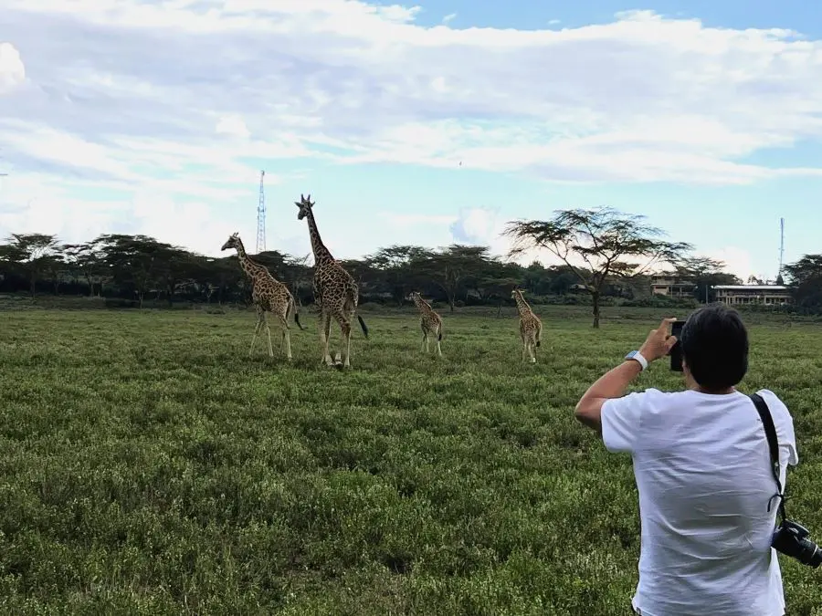 Pasear junto a las jirafas en Lago Naivasha Kenia