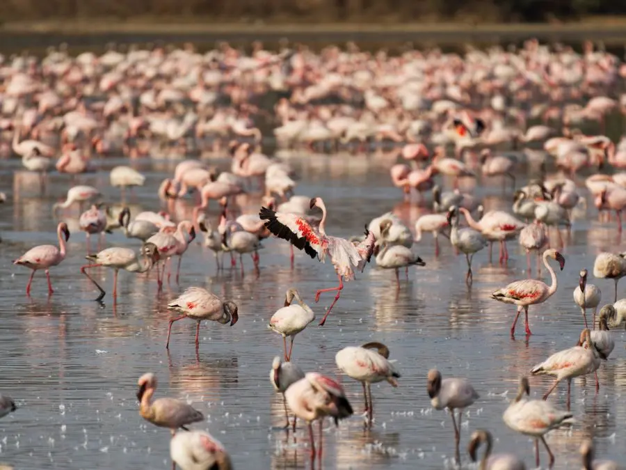 Lago Nakuru Kenia: flamencos rosados en las orillas del parque nacional