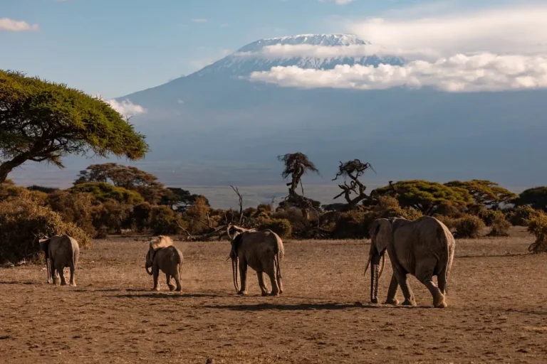 Elefantes con el Kilimanjaro de fondo en el Parque Nacional de Amboseli, Kenia