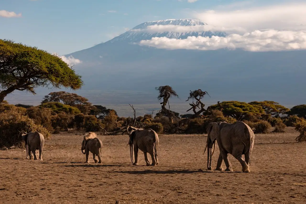 Elefantes con el Kilimanjaro de fondo en el Parque Nacional de Amboseli, Kenia