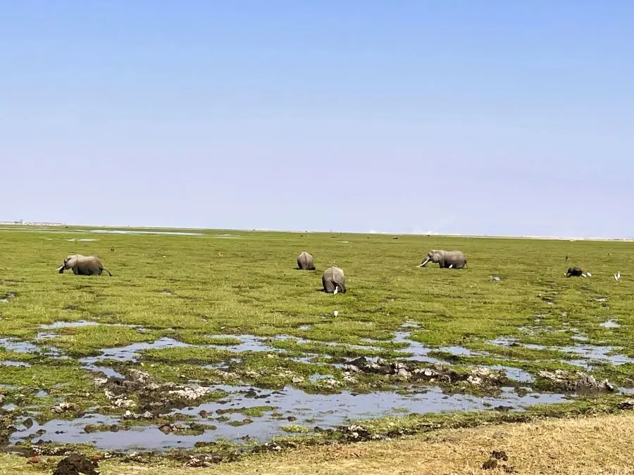 Vista panorámica del parque nacional Amboseli con el Monte Kilimanjaro al fondo, Kenia