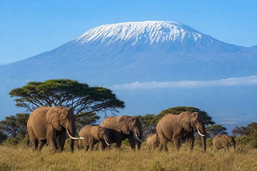 Elefantes en el Parque Nacional de Amboseli con el Kilimanjaro al fondo