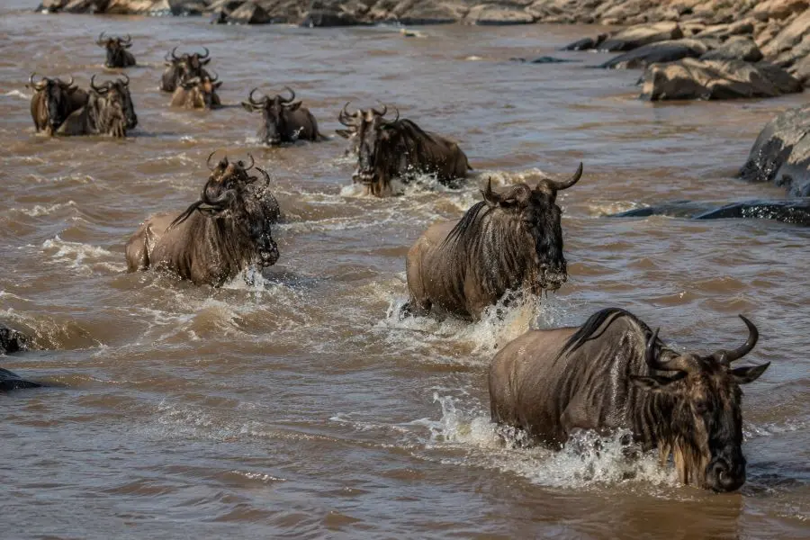 Mejor época para viajar a Kenia: la Gran Migración en el Masai Mara