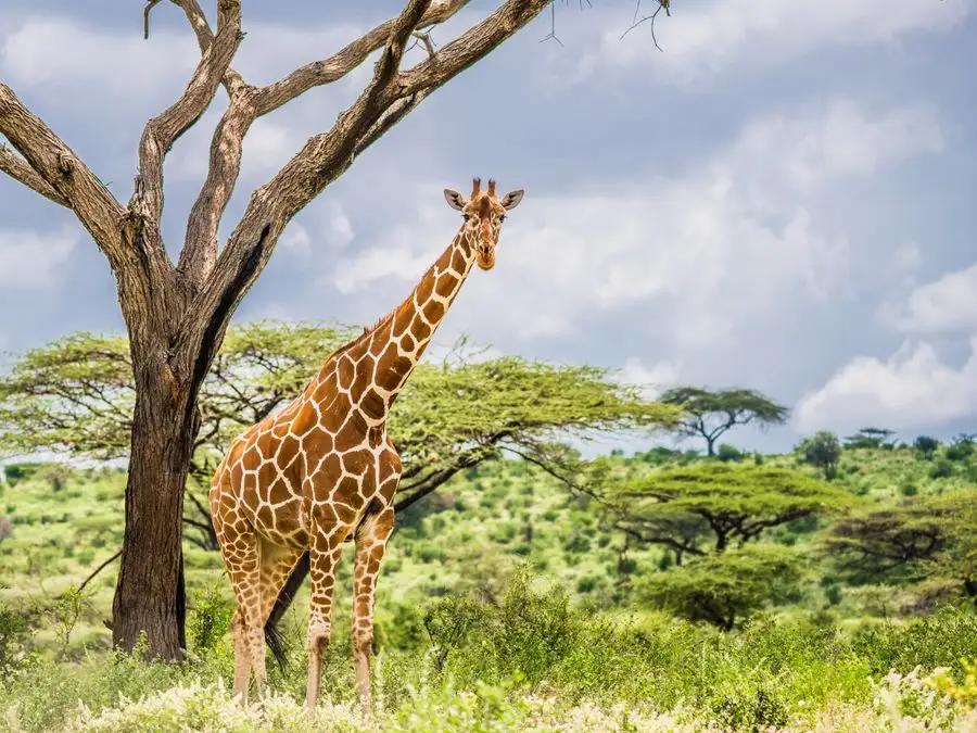 Reserva Samburu Kenia: jirafa reticulada en el paisaje semiárido del norte de Kenia