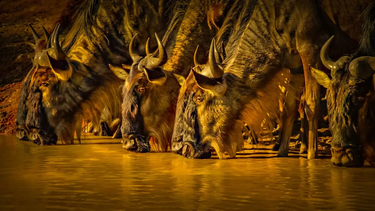 La gran migración en el masai mara