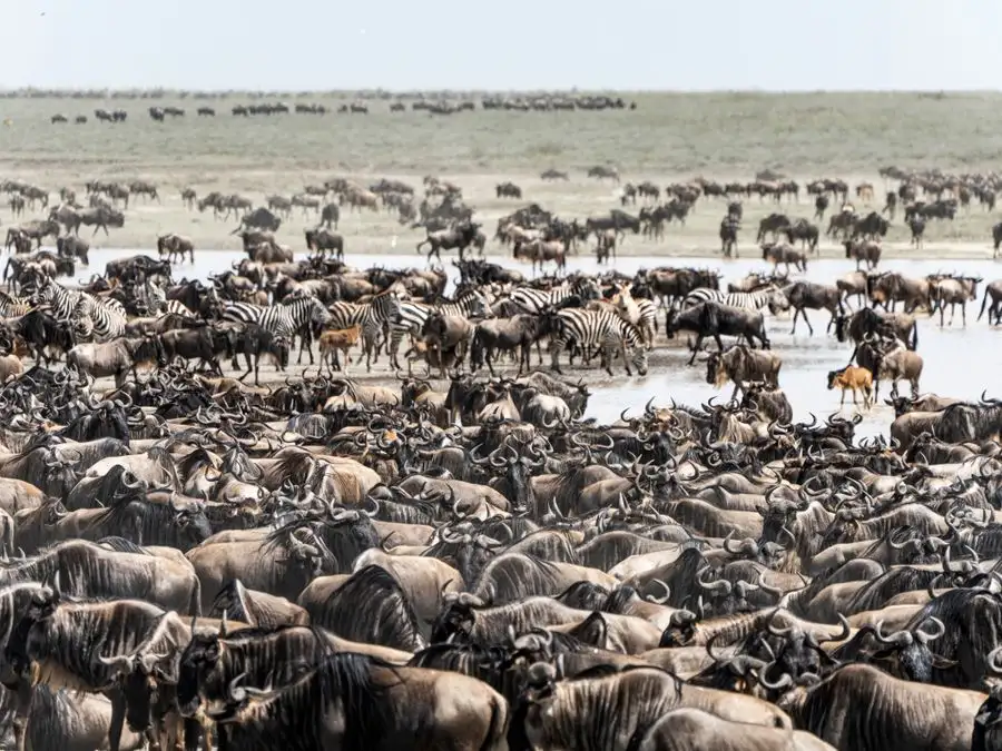 Manada de ñus en la gran migración africana avanzando por la sabana del Masai Mara en Kenia
