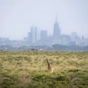Qué ver en Nairobi: jirafas en el Parque Nacional con el skyline de la capital de Kenia al fondo