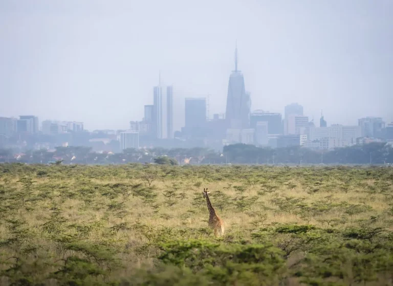 Qué ver en Nairobi: jirafas en el Parque Nacional con el skyline de la capital de Kenia al fondo