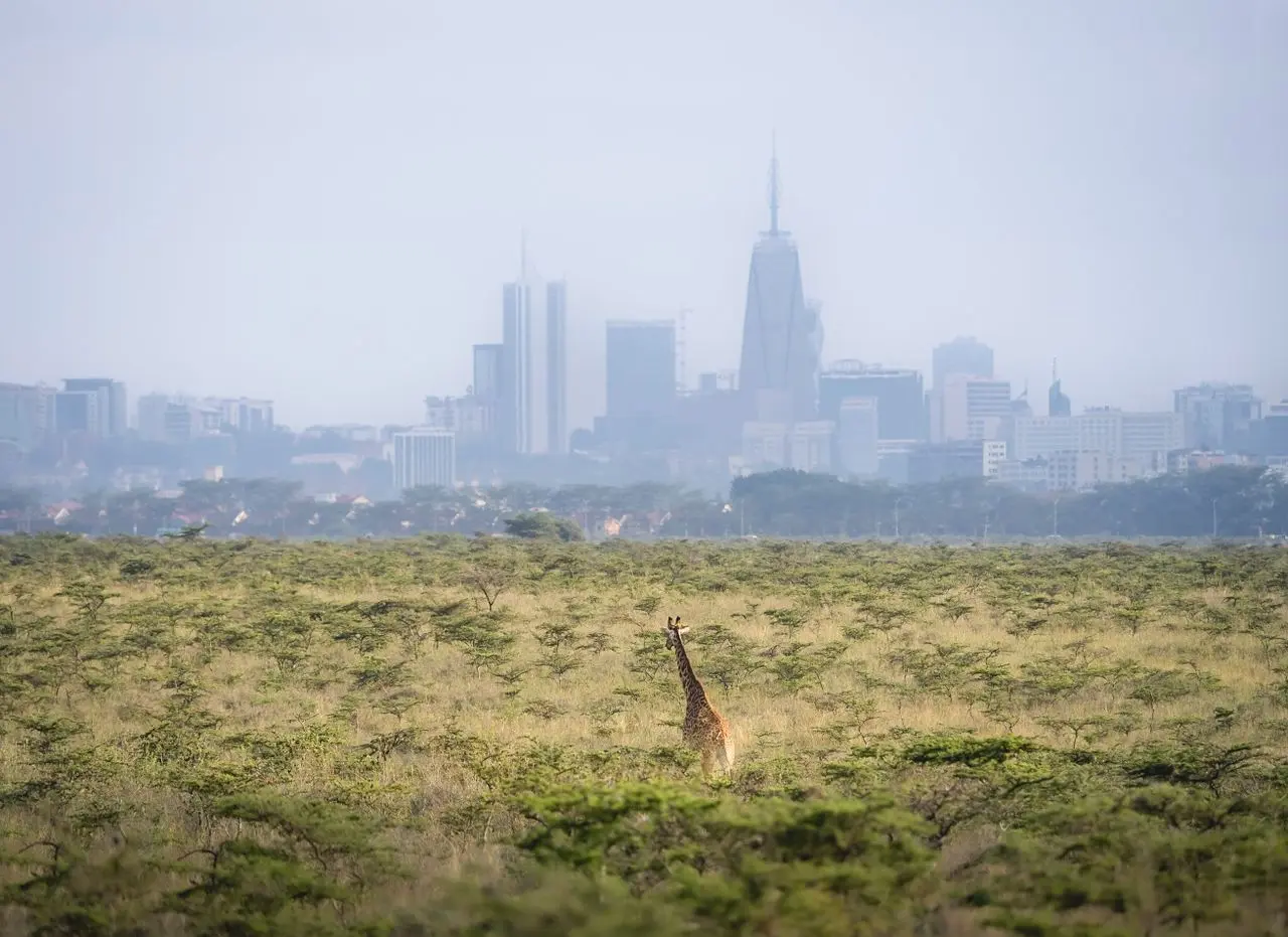 Qué ver en Nairobi: jirafas en el Parque Nacional con el skyline de la capital de Kenia al fondo