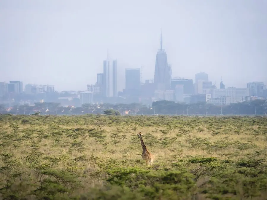 Jirafas en el Parque Nacional de Nairobi con el skyline de la ciudad al fondo