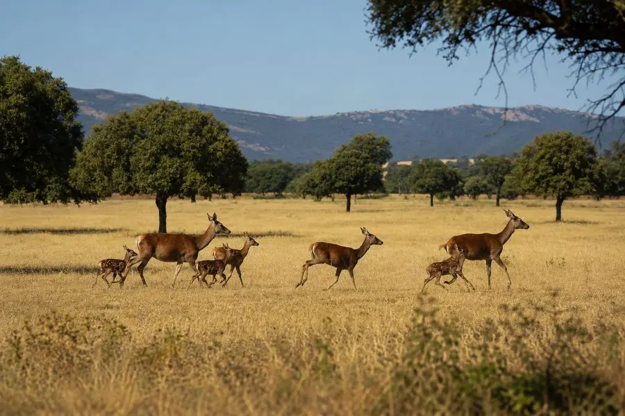 ciervos en el parque nacional de cabañeros, provincia de ciudad real