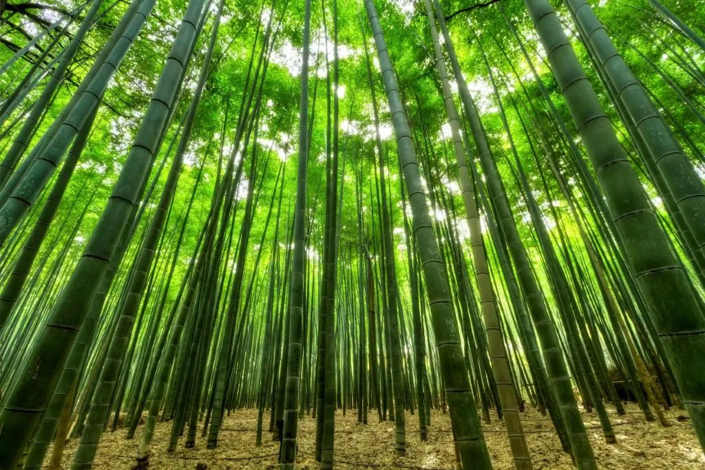 Sendero del Bosque de Bambú de Arashiyama en Kioto, visita imprescindible en un itinerario de 4 días