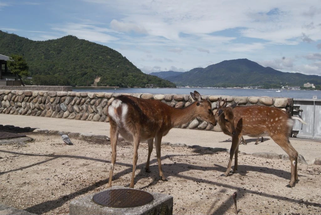 Ciervos paseando libremente en la bahía de Miyajima
