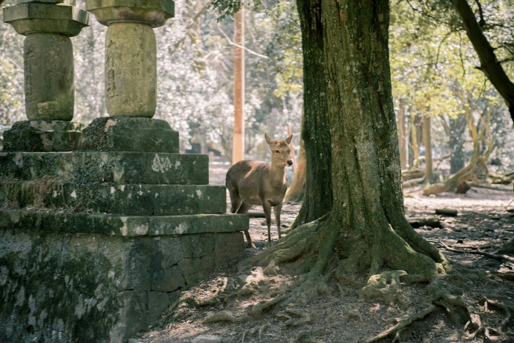 Visitantes en Nara con ciervos en el Parque de Nara, excursión desde Kioto en 4 días