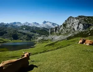 Prado verde típico del paisaje asturiano en una ruta por el norte de España