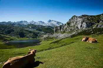 Prado verde típico del paisaje asturiano en una ruta por el norte de España