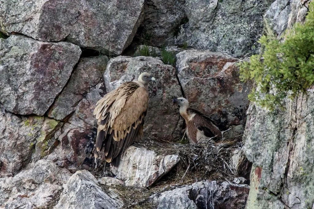 Buitres leonados volando sobre el Salto del Gitano, Parque Nacional de Monfragüe.