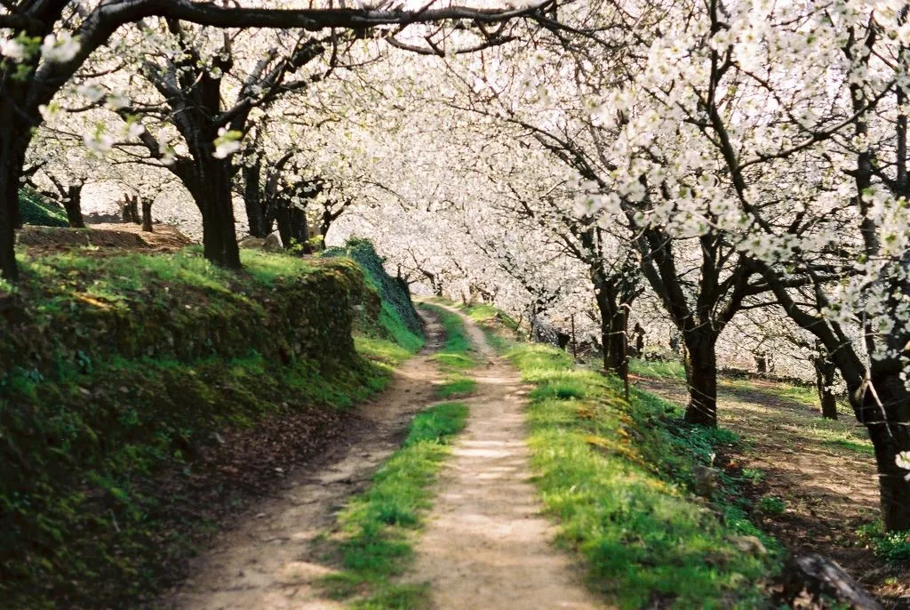 Floración de los cerezos en el Valle del Jerte en primavera. Naturaleza en Extremadura.