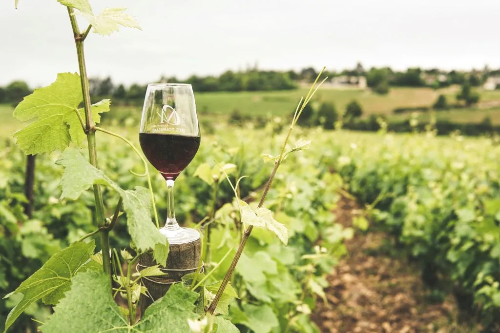 Si eres amante del enoturismo, viajar por España y visitar La Rioja es un plan perfecto. Descubre sus bodegas y viñedos, donde se produce uno de los vinos más famosos del mundo.